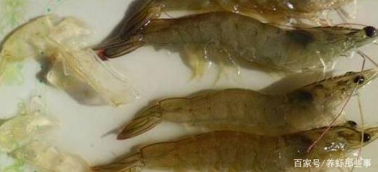 养殖总结：对虾养殖中常见病